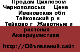 Продам Цихлозом Чернополосых. › Цена ­ 300 - Ивановская обл., Тейковский р-н, Тейково г. Животные и растения » Аквариумистика   